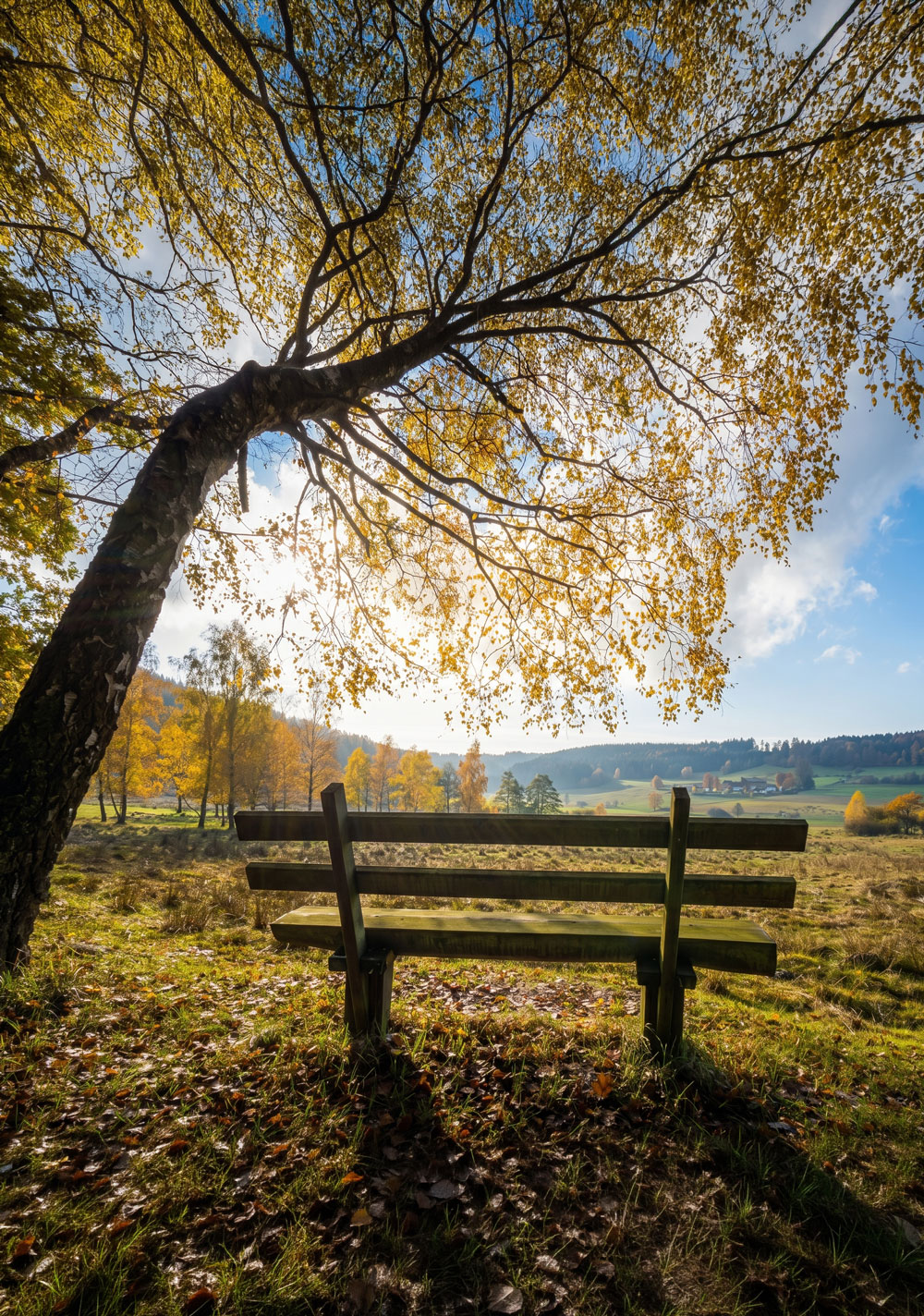Herbstbild mit Bank und Natur